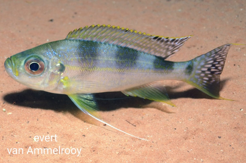 Haplotaxodon trifasciatus 'Kigoma'